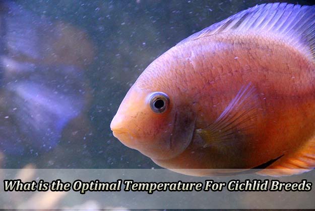 What is the Optimal Temperature for Cichlid Breeds