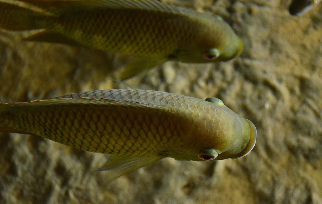 Cichlid breeds