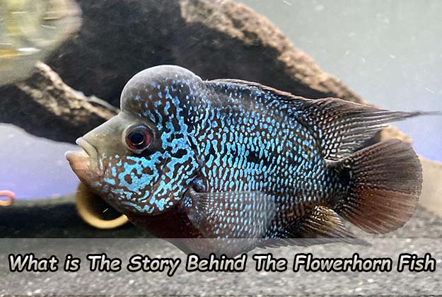 What is The Story Behind the Flowerhorn Fish