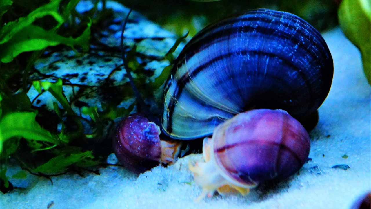 mystery snail is floating