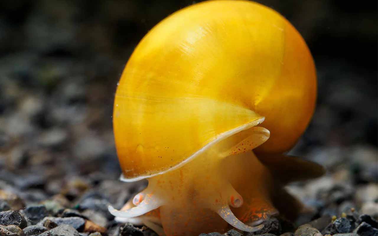 mystery snail