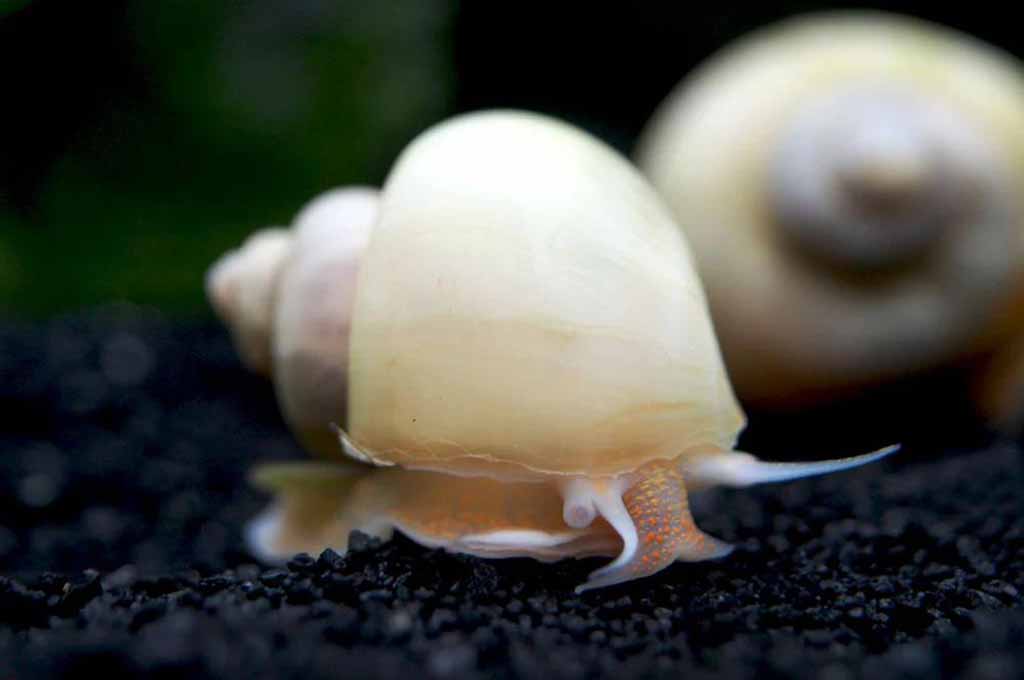 Mystery Snail is Floating