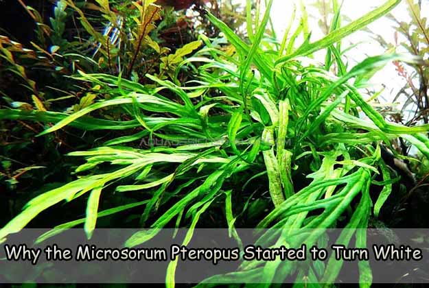 Why the Microsorum Pteropus Started to Turn White