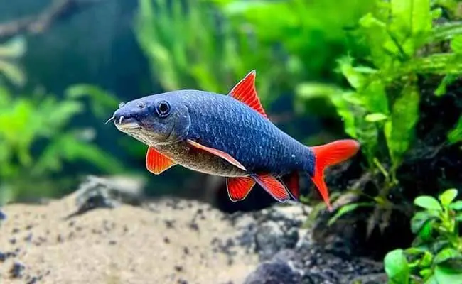 Rainbow shark