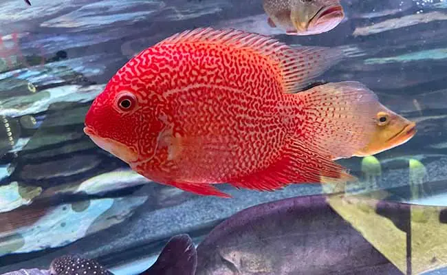 Severum