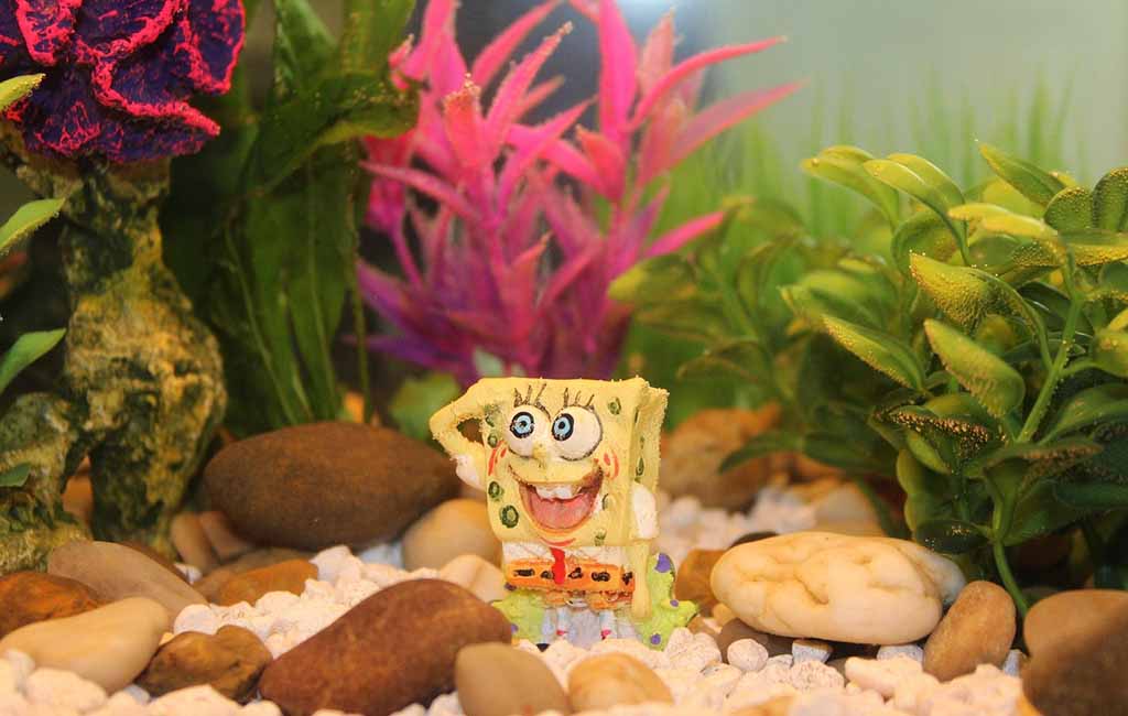 100 gallon fish tank stocking ideas
