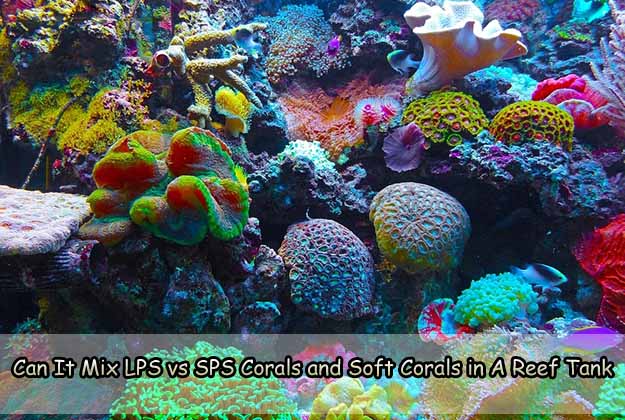 Can It Mix LPS vs SPS Corals and Soft Corals in A Reef Tank