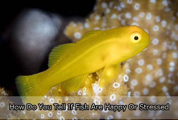 How Do You Tell If Fish Are Happy Or Stressed