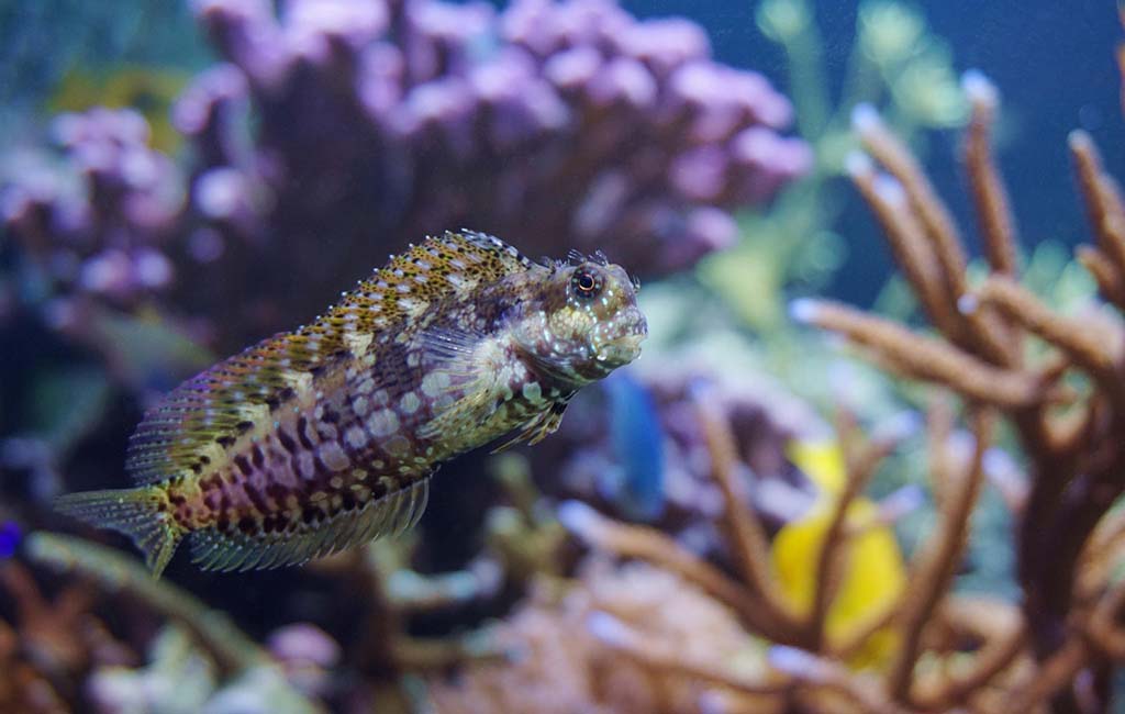 signs of stress in fish