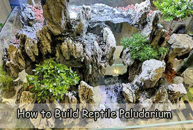 How to Build Reptile Paludarium