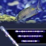 Aquarium White and blue COB light