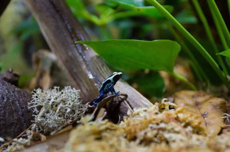 Preparing A Bioactive Vivarium for Pet Frog - hygger
