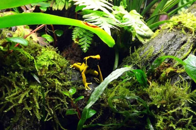 Image showcasing Preparing A Bioactive Vivarium for Pet Frog - hygger