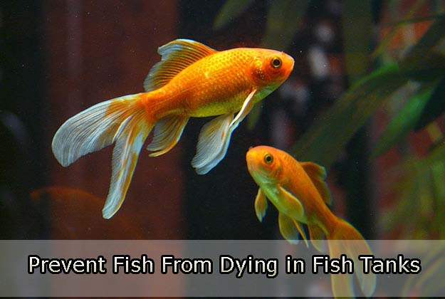 Prevent Fish From Dying in Fish Tanks