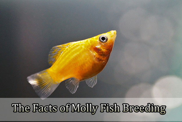 The Facts of Molly Fish Breeding