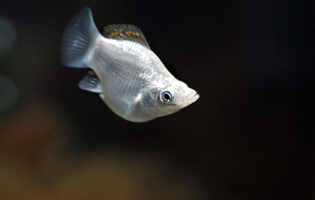 pregnant molly fish