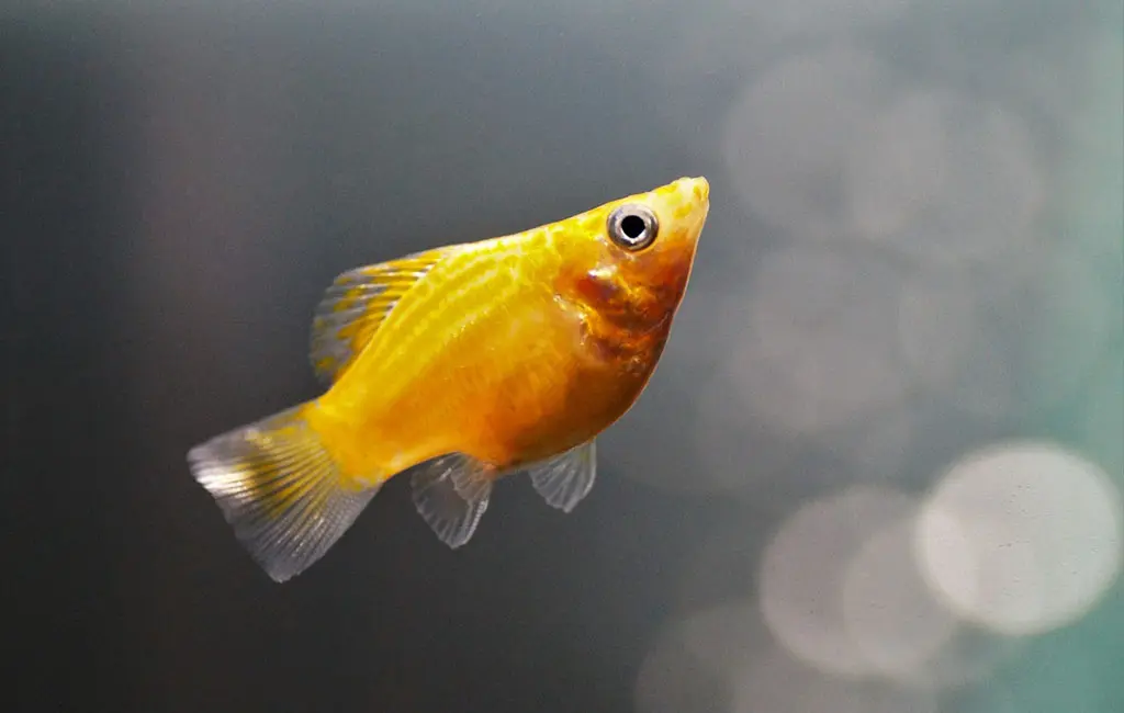 molly fish gestation