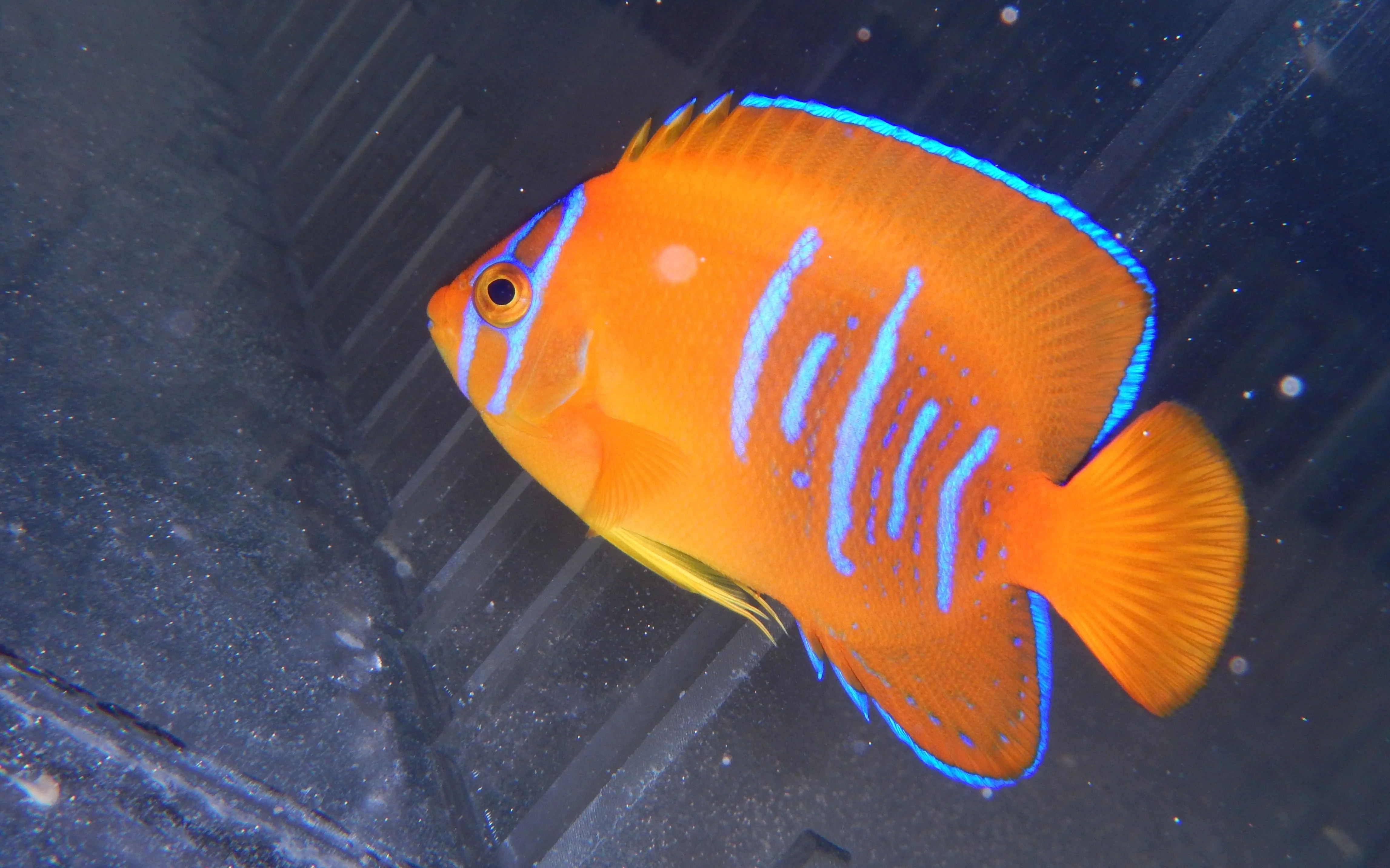 Clarion Angelfish