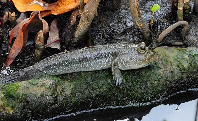 Mudskippers