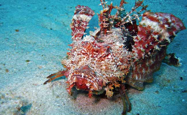 Spiny devil fish