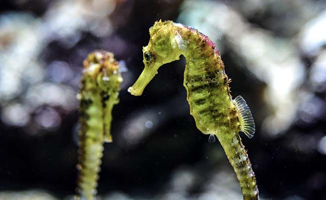 seahorses