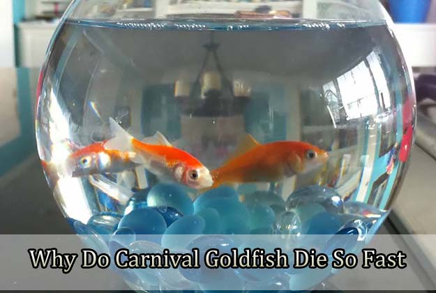 Why Do Carnival Goldfish Die So Fast