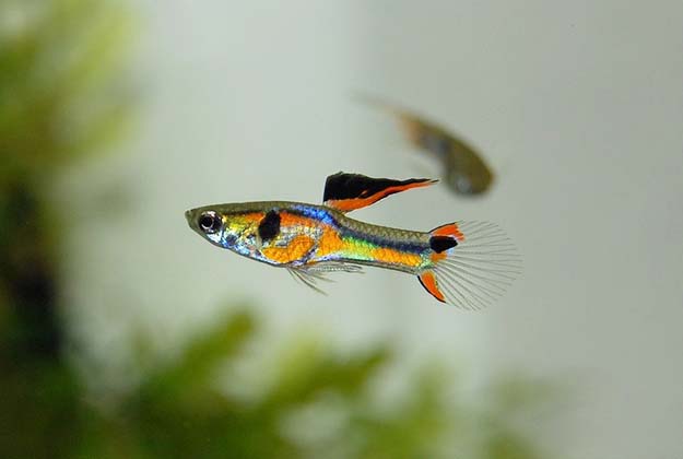 Endlers Guppy fish