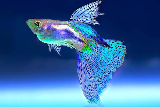 Fantail Guppy fish