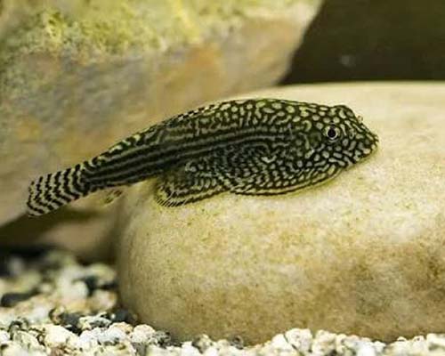 Hillstream Loach