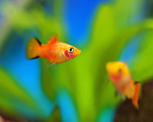 Variatus Platy