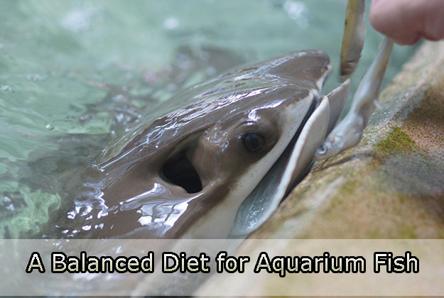 A Balanced Diet for Aquarium Fish