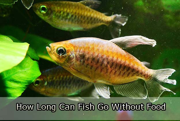 How Long Can Fish Go Without Food