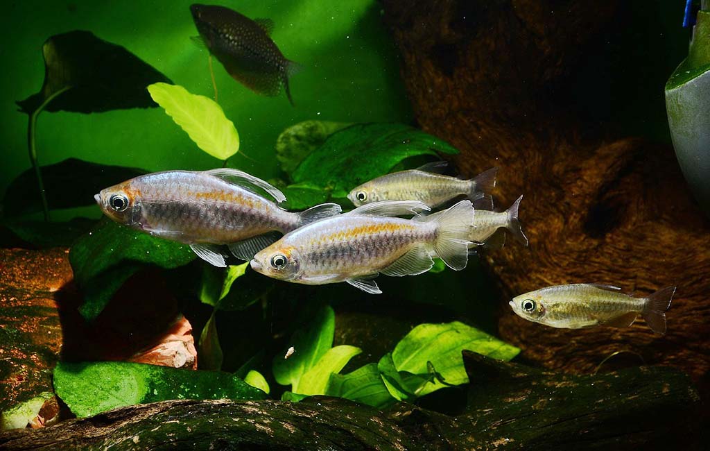 Goldfish go without food