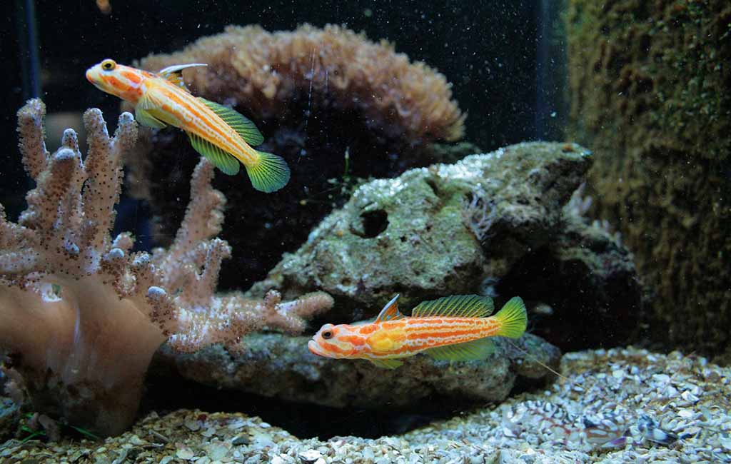 Aquarium fish go without food