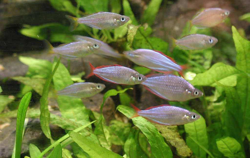 Guppy fish go without food