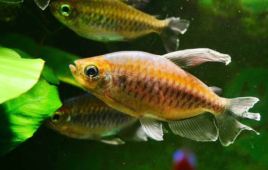 Betta fish live without food