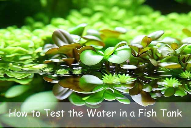 How to Test the Water in a Fish Tank