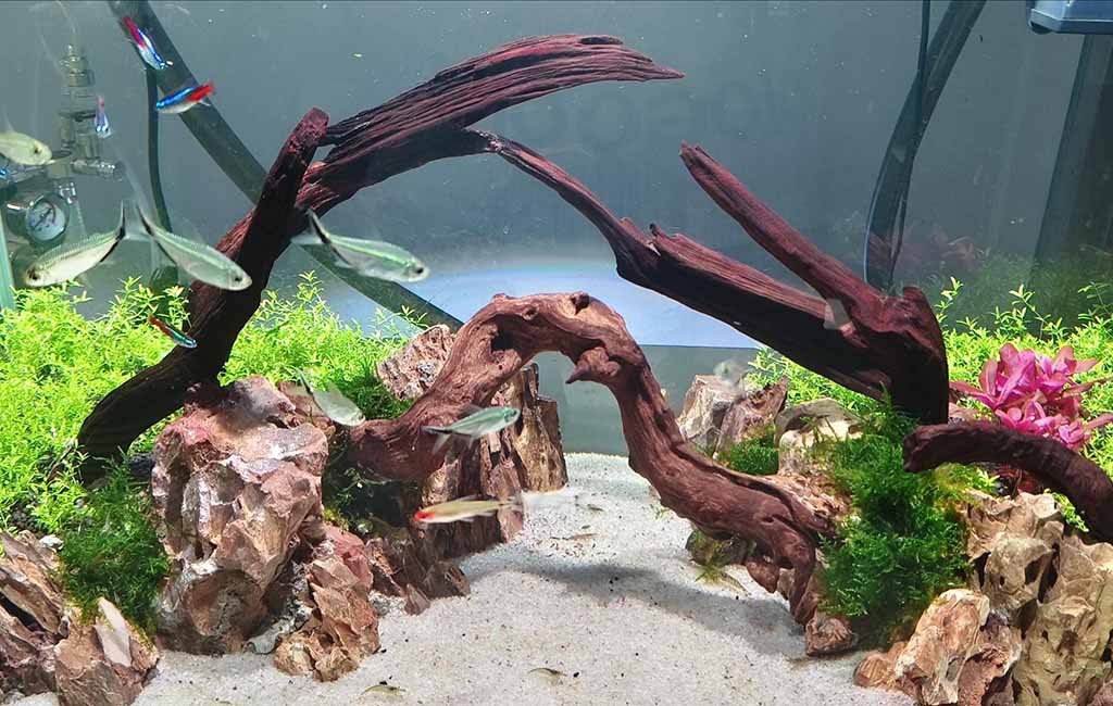 Treatments for Aquatic Plants