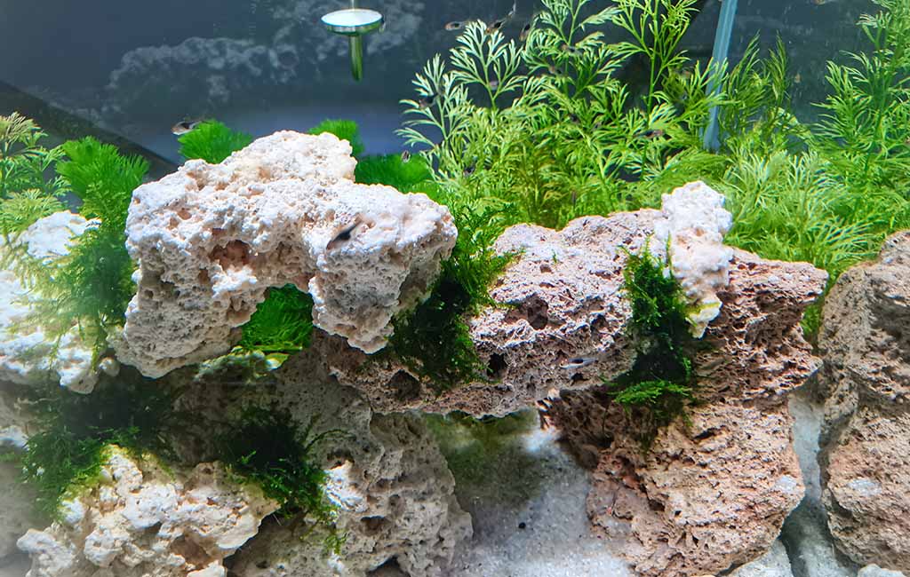 treatment for aquatic plants