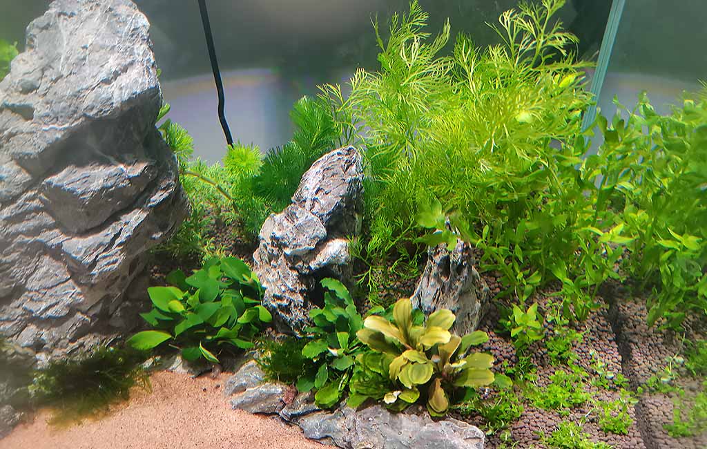 aquatic plant problems