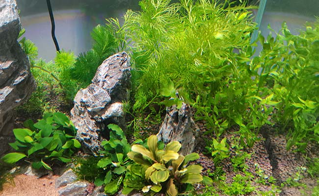 Natural Aquascape