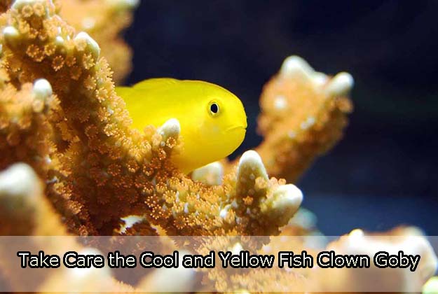 Take Care of the Cool and Yellow Fish Clown Goby hygger