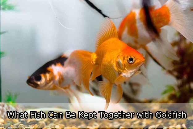 What Fish Can Be Kept Together with Goldfish