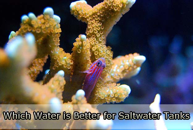Which Water is Better for Saltwater Tanks