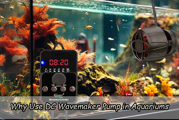 Why Use DC Wavemaker Pumps in Aquariums