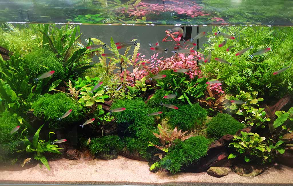 make waves in fish tanks