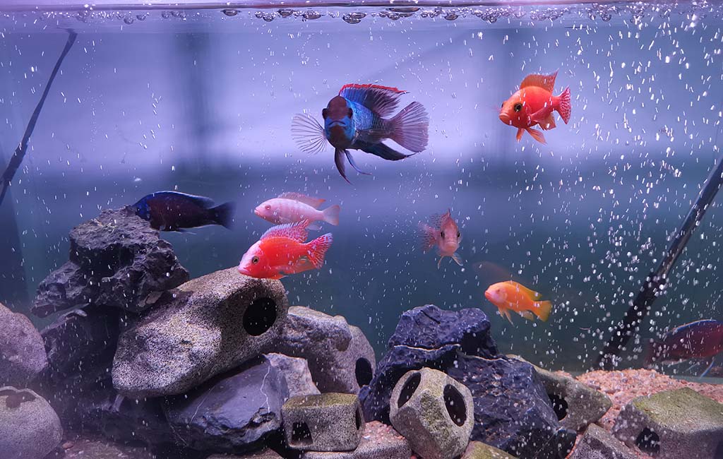 AC and DC wavemaker pump for fish pet
