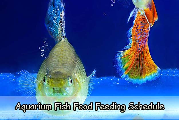 Aquarium Fish Food Feeding Schedule