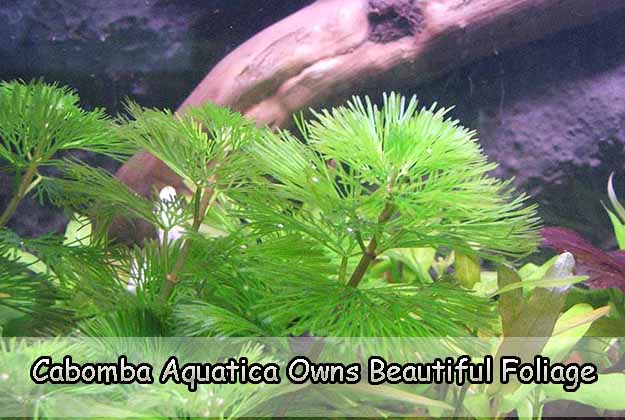 Cabomba Aquatica Owns Beautiful Foliage