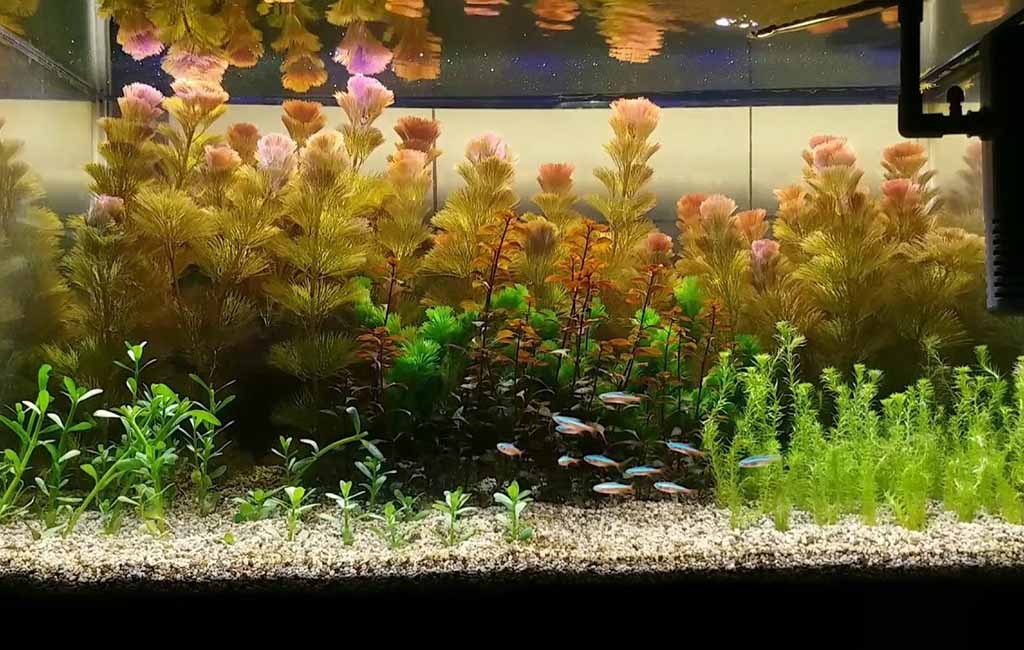 cabomba aquatica care